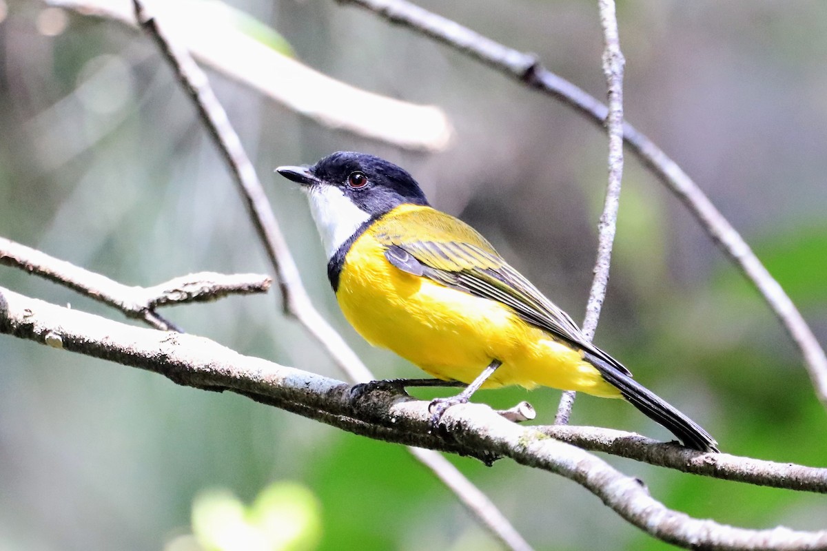Golden Whistler - ML630994913