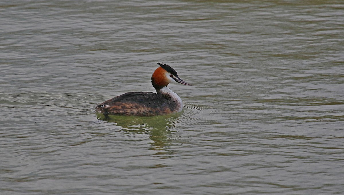 Great Crested Grebe - ML630994965