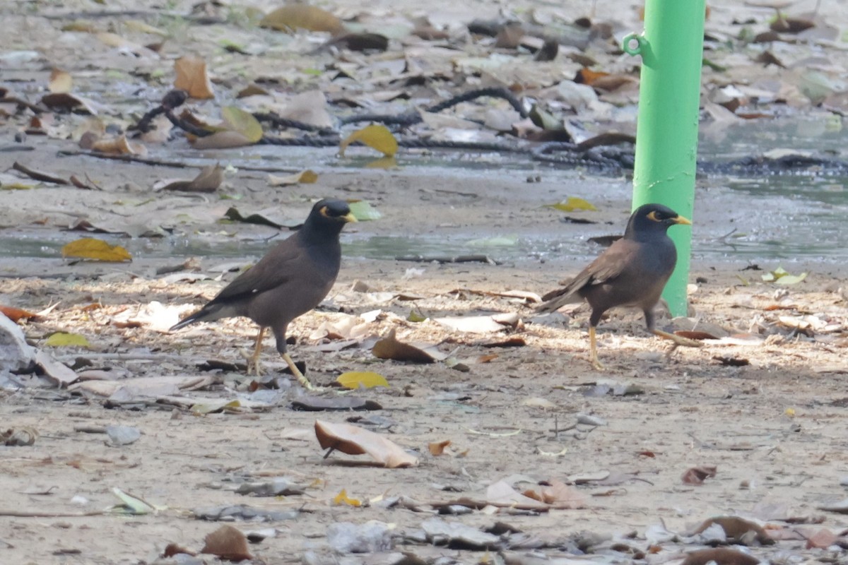 Common Myna - ML630995315