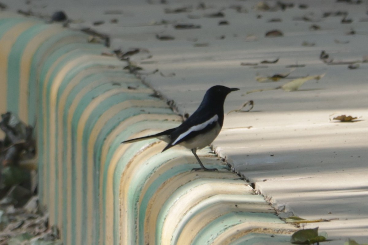 Oriental Magpie-Robin - ML630995325
