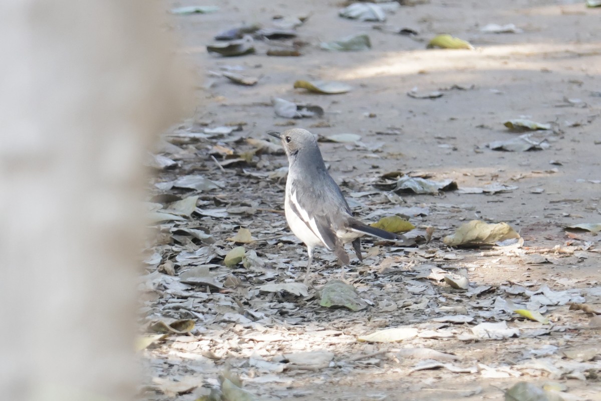 Oriental Magpie-Robin - ML630995326