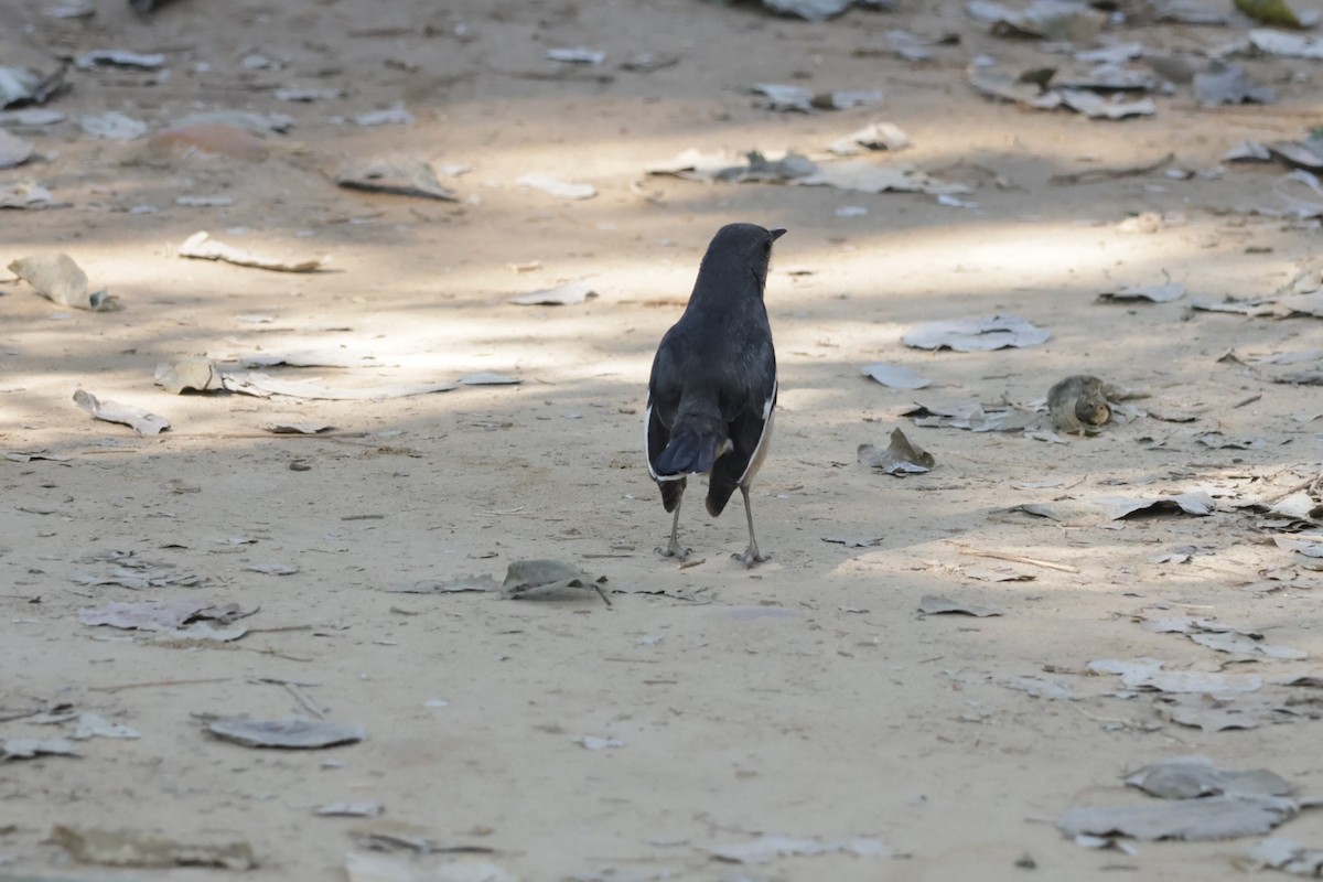 Oriental Magpie-Robin - ML630995327