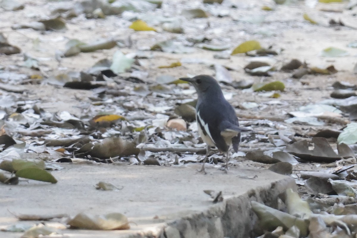 Oriental Magpie-Robin - ML630995329