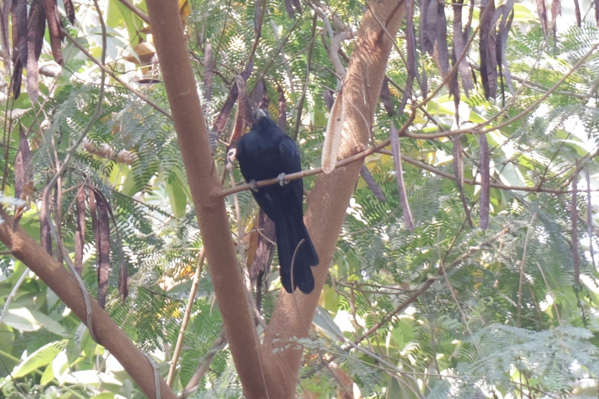 Asian Koel - ML630995346