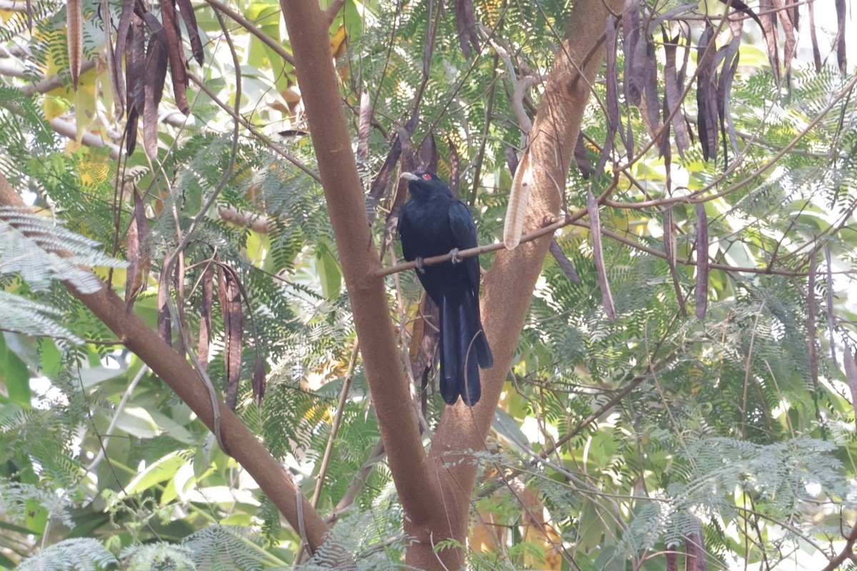 Asian Koel - ML630995347