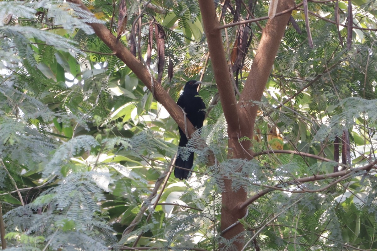 Asian Koel - ML630995348
