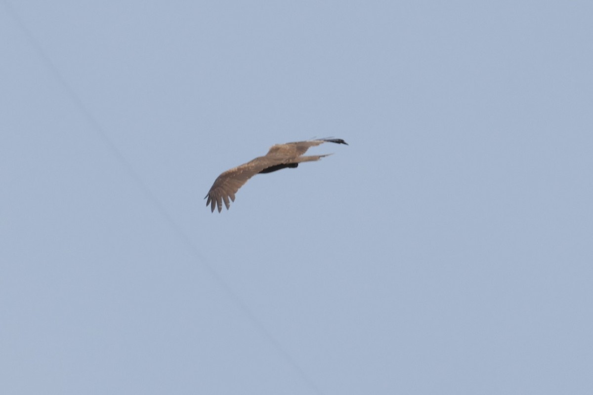 Black Kite - ML630995349
