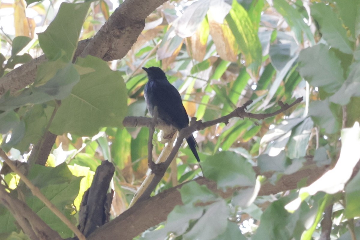 Pied Bushchat - ML630995357