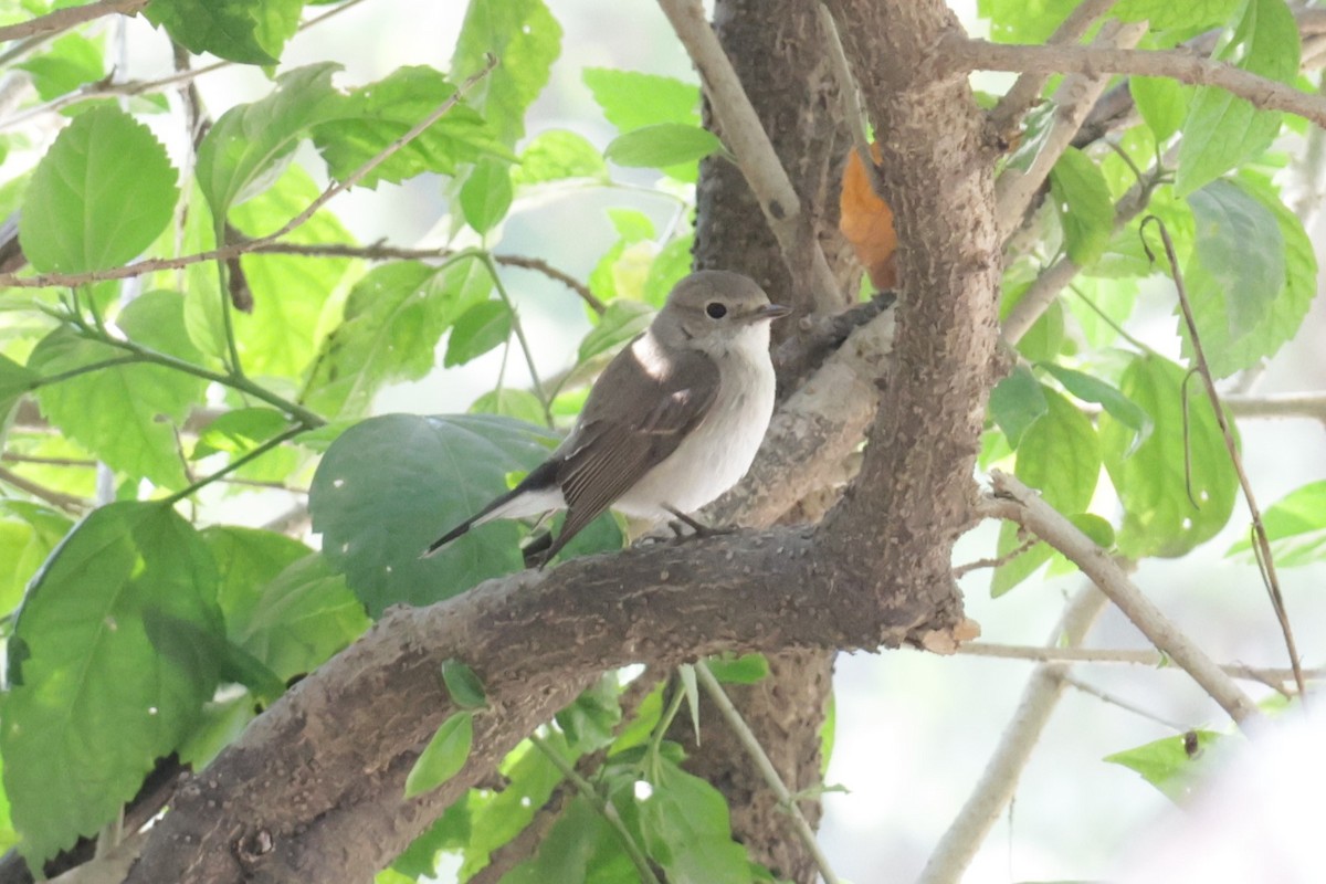 Taiga/Red-breasted Flycatcher - ML630995358