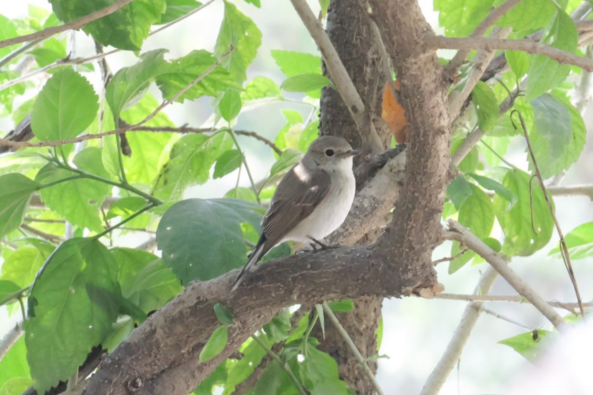 Taiga/Red-breasted Flycatcher - ML630995359
