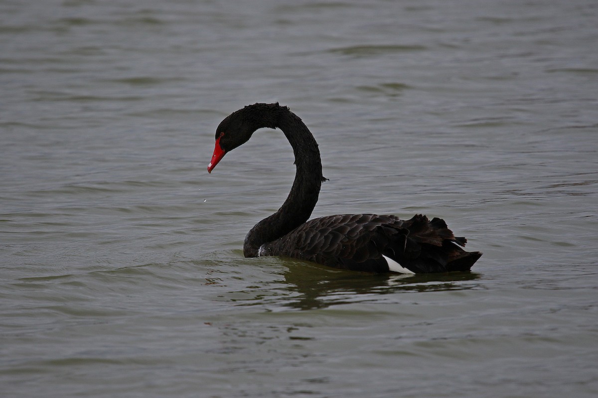 Black Swan - ML630995374