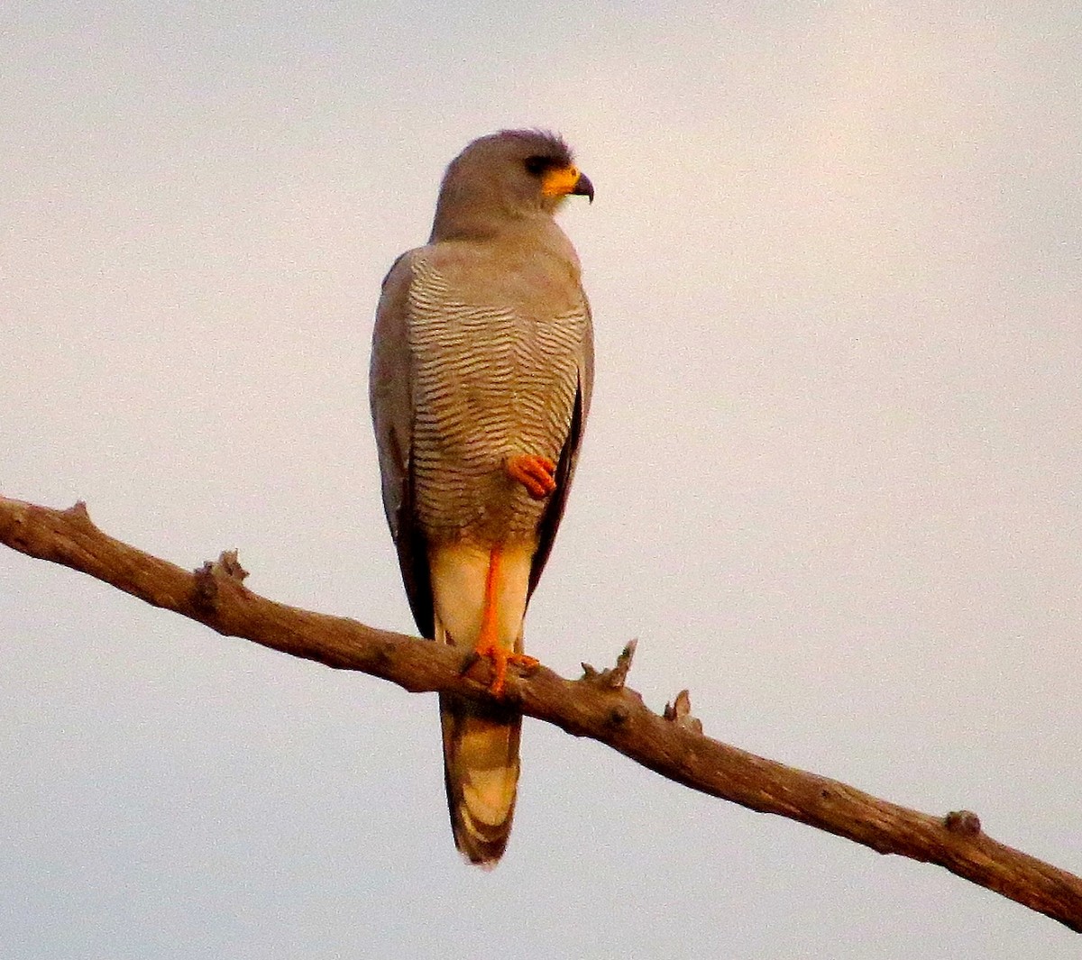 Eastern Chanting-Goshawk - ML63099541