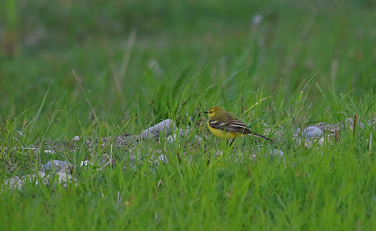 Western Yellow Wagtail - ML630995517