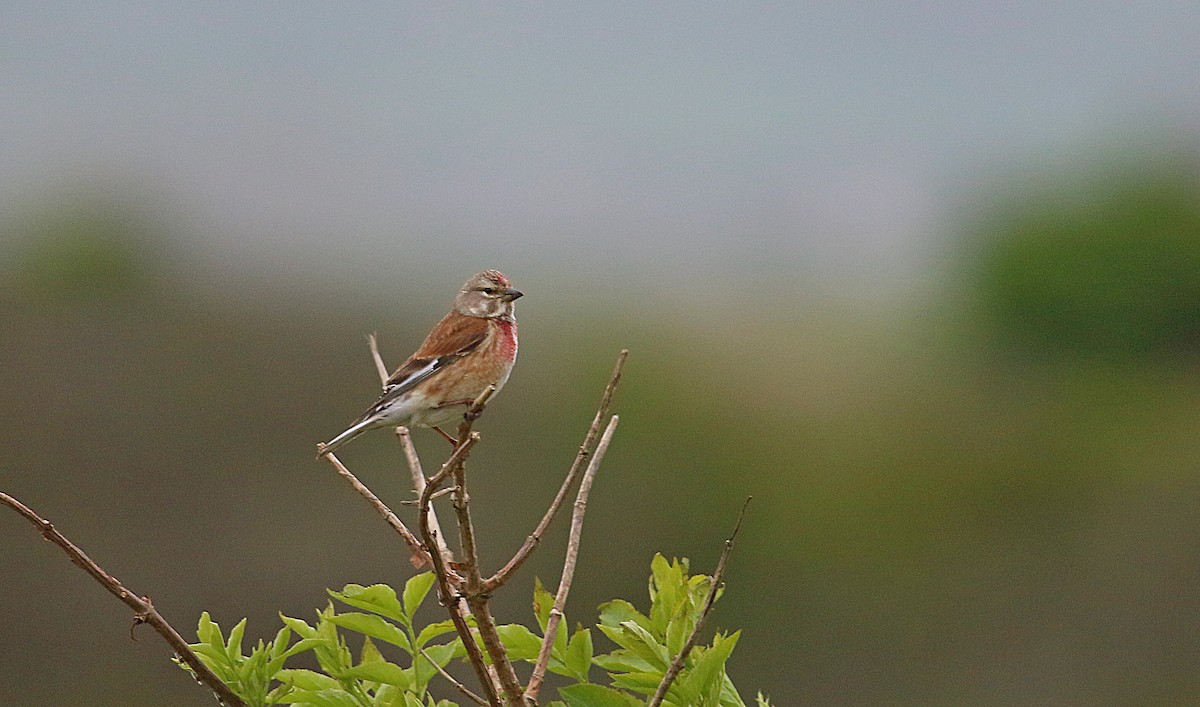 Eurasian Linnet - ML630995520