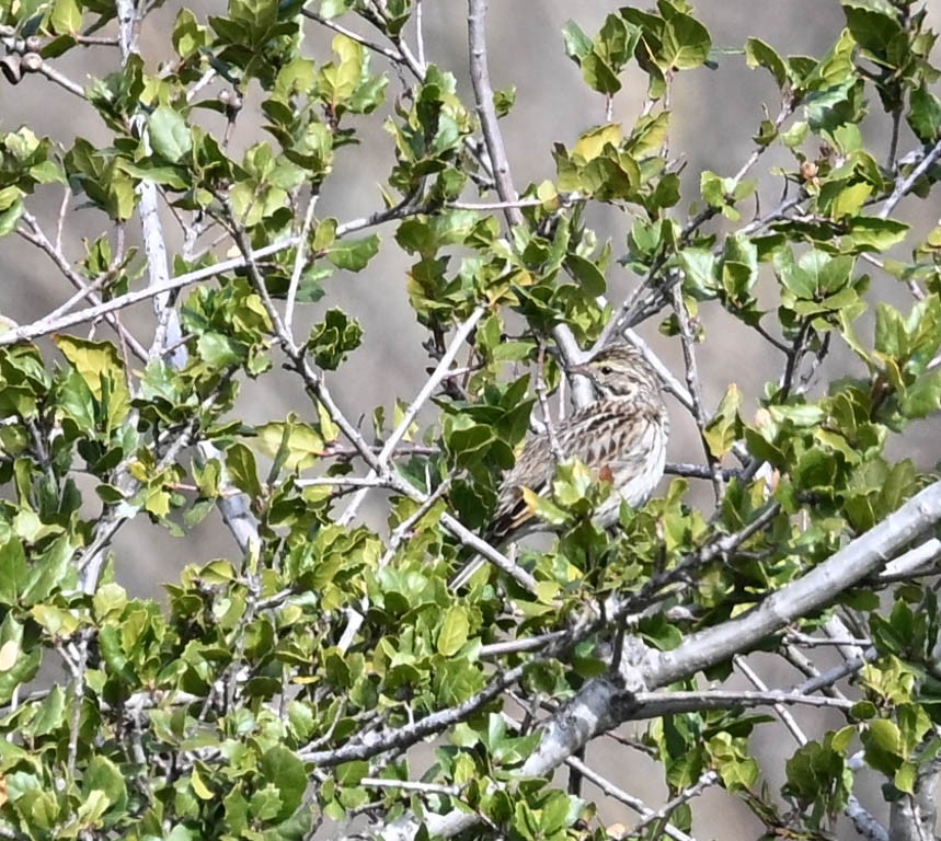 Savannah Sparrow - ML630995663