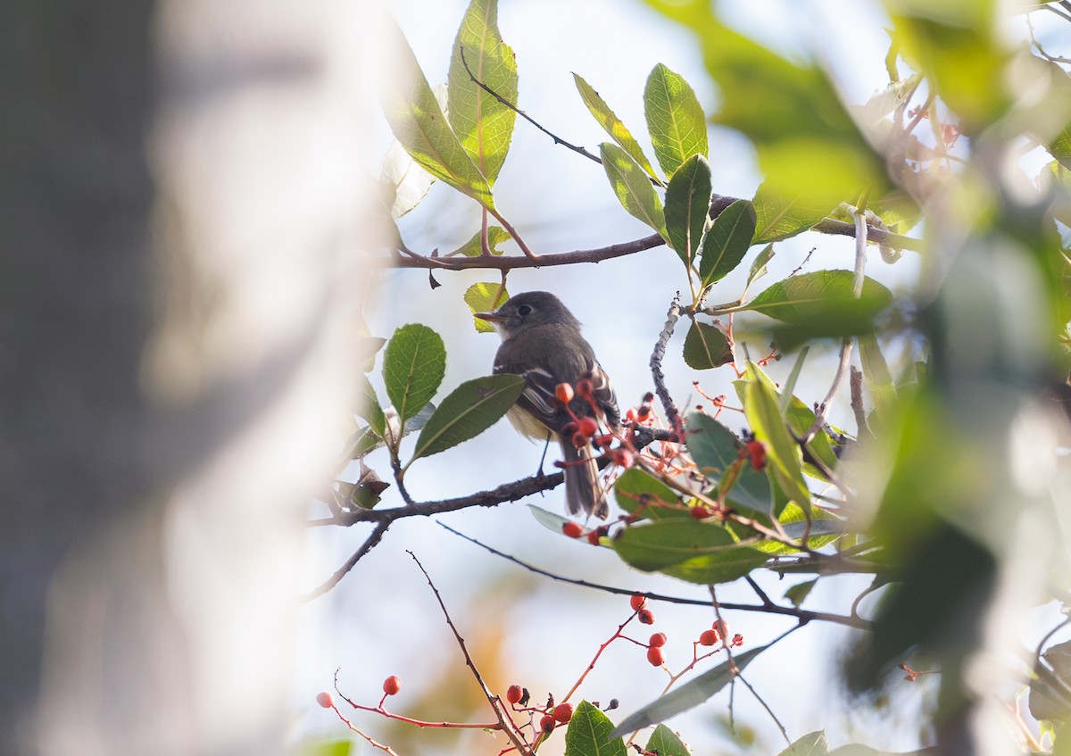 Least Flycatcher - ML630996050