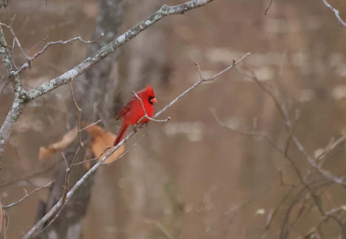 Northern Cardinal - ML630996185