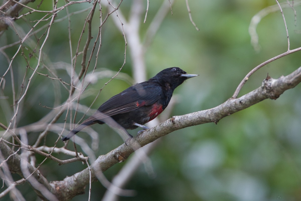 Black-and-crimson Oriole - ML630996191