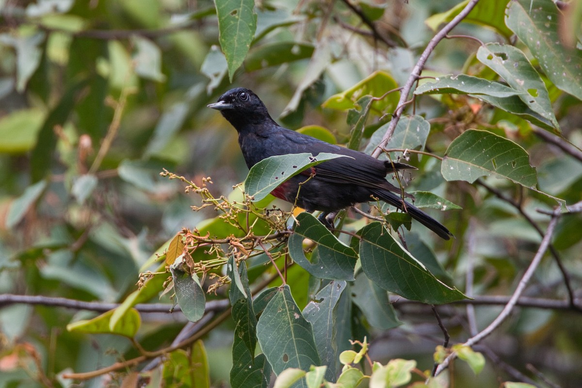 Black-and-crimson Oriole - ML630996192