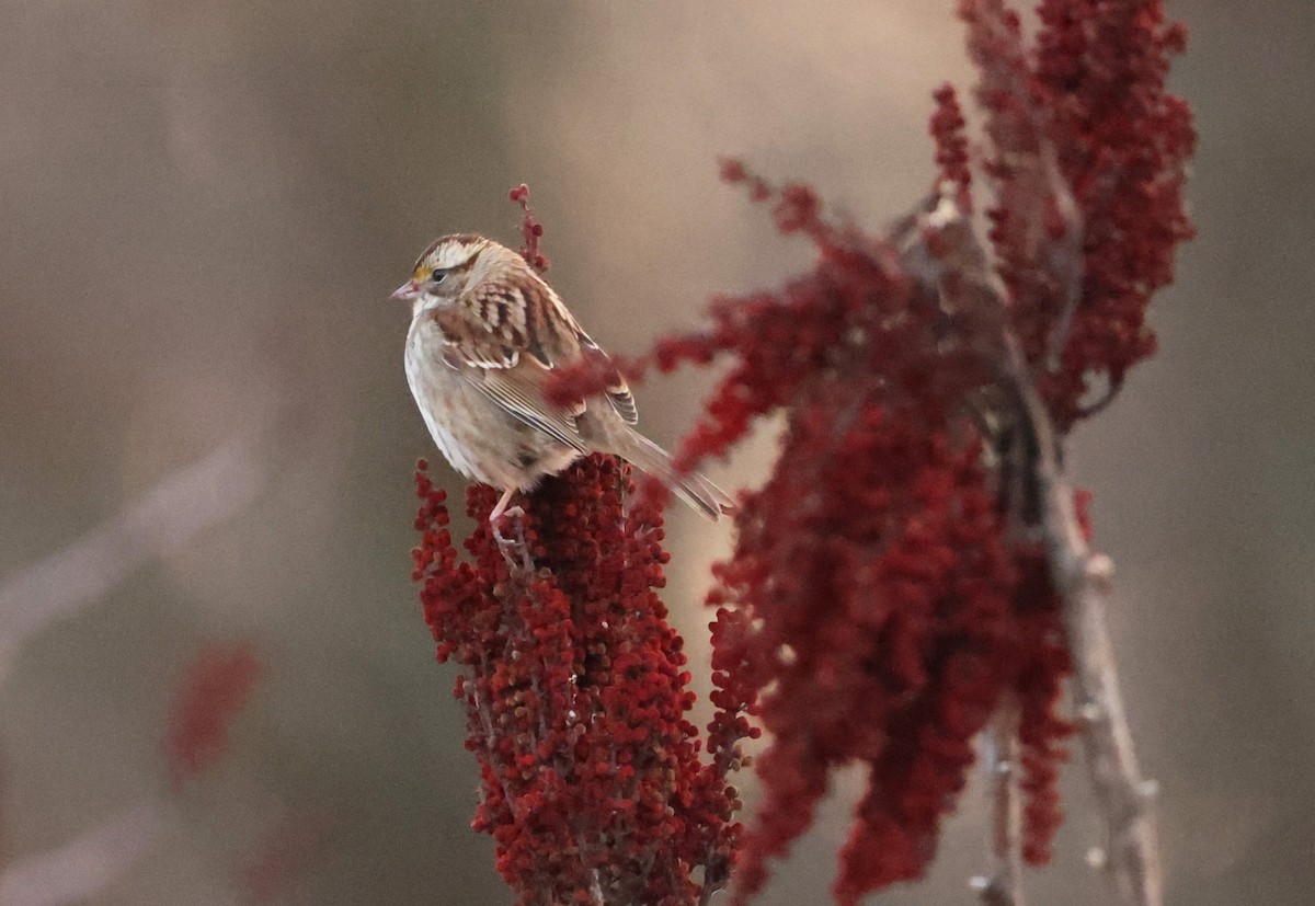 White-throated Sparrow - ML630996193
