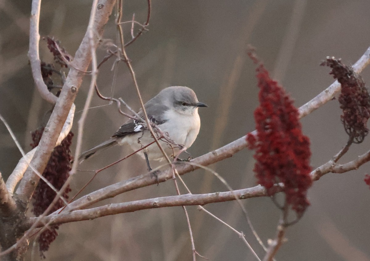 Northern Mockingbird - ML630996203