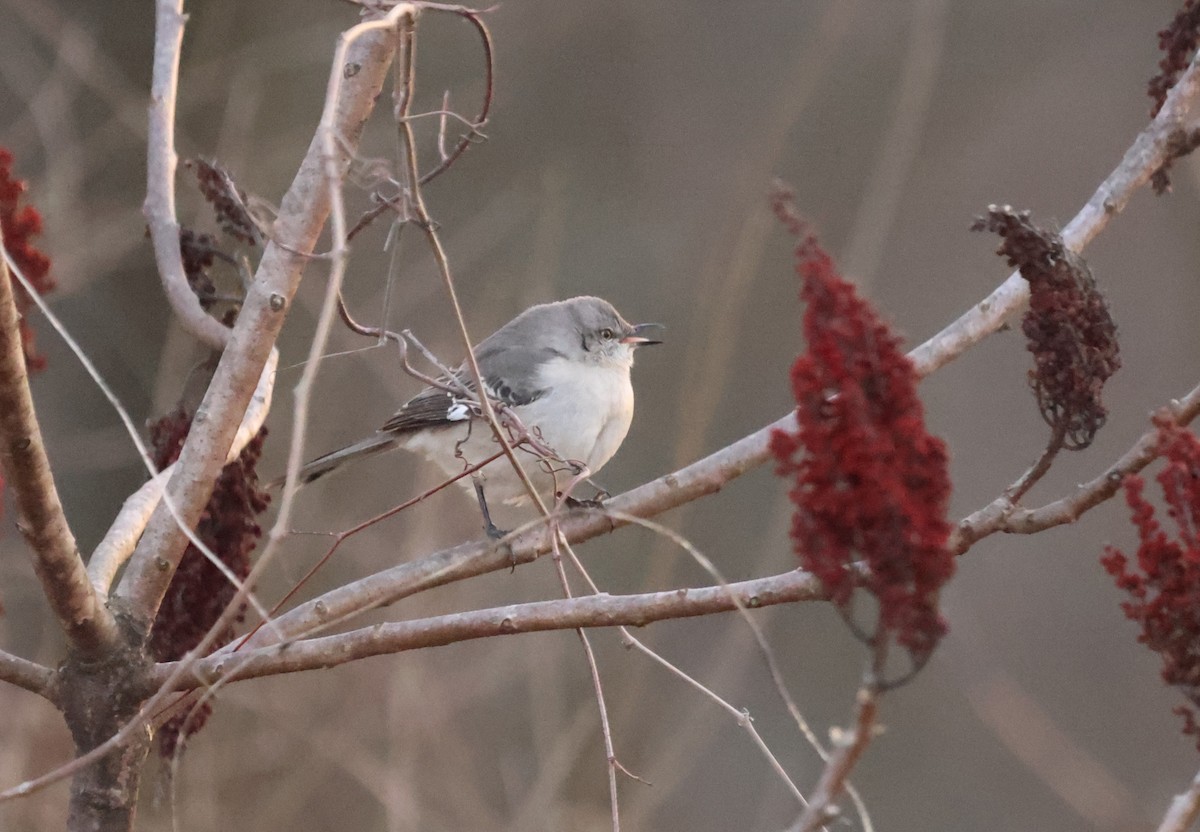 Northern Mockingbird - ML630996204