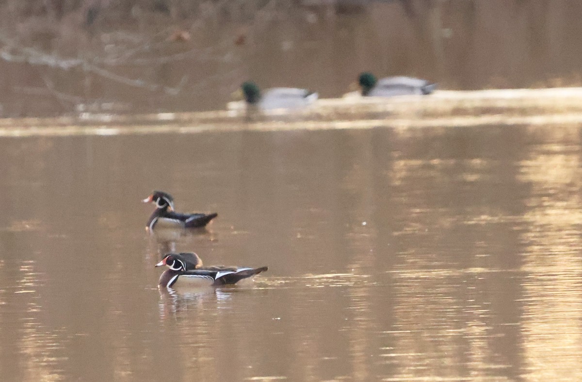 Wood Duck - ML630996216