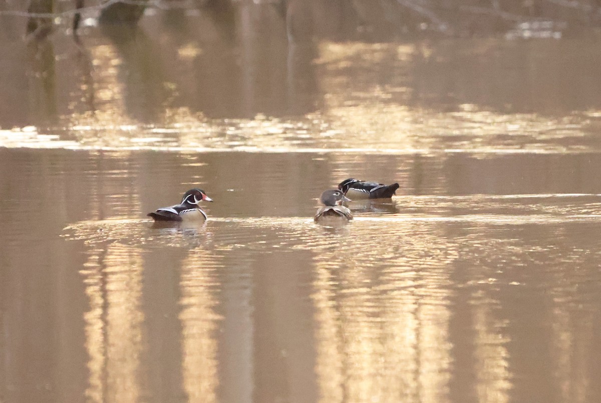 Wood Duck - ML630996217