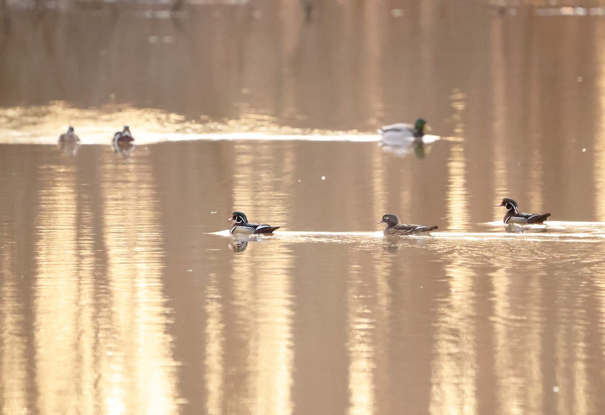 Wood Duck - ML630996218