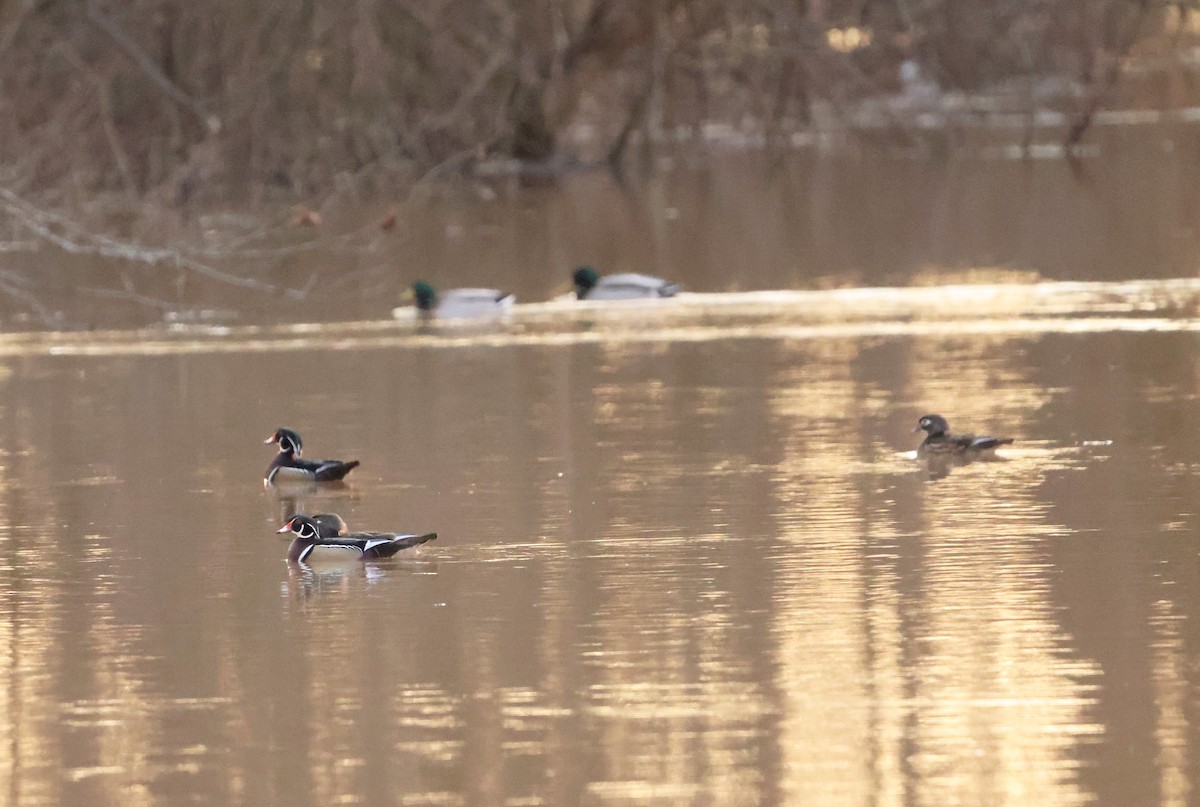 Wood Duck - ML630996219