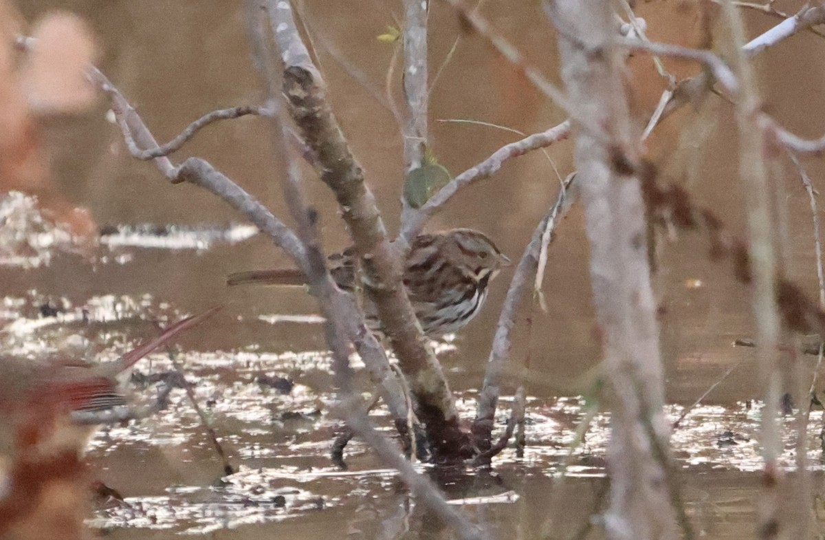 Song Sparrow - ML630996251