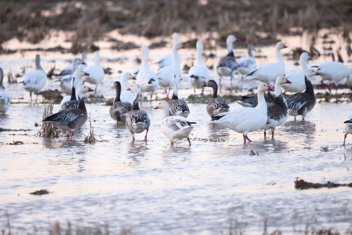 Snow Goose - ML630996279