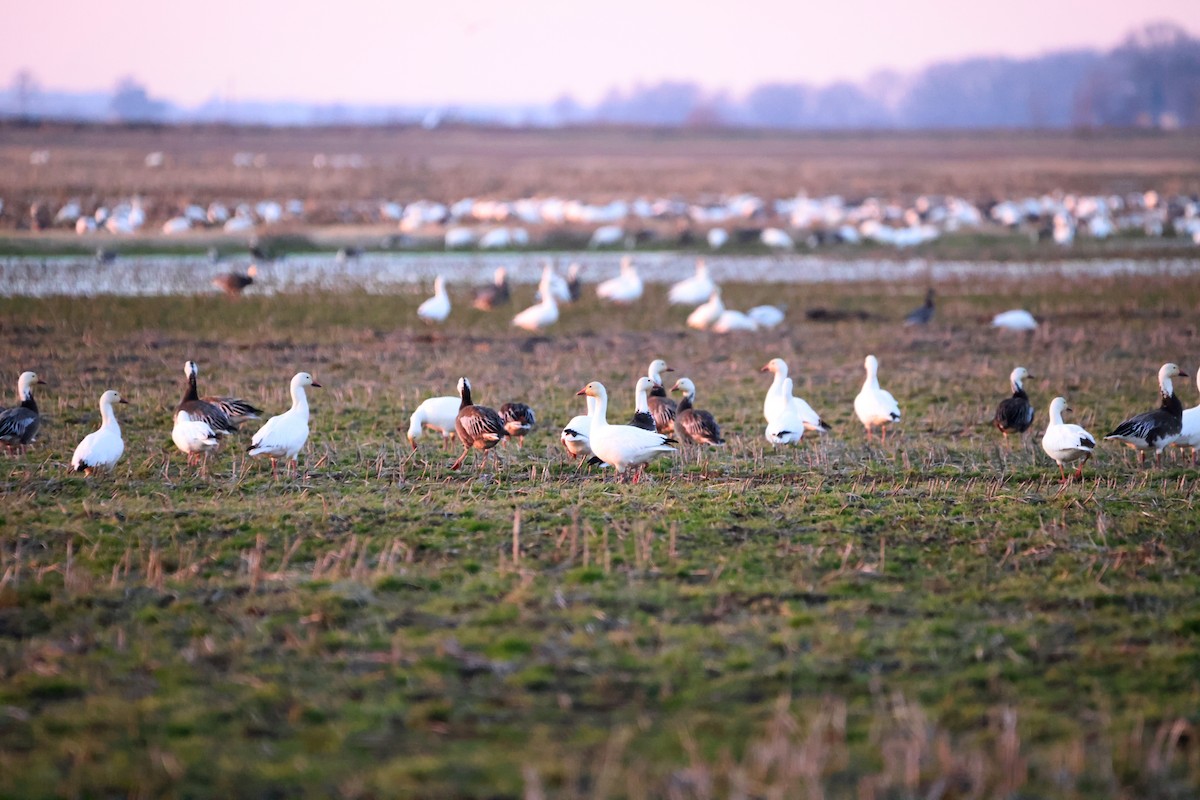Snow Goose - ML630996280