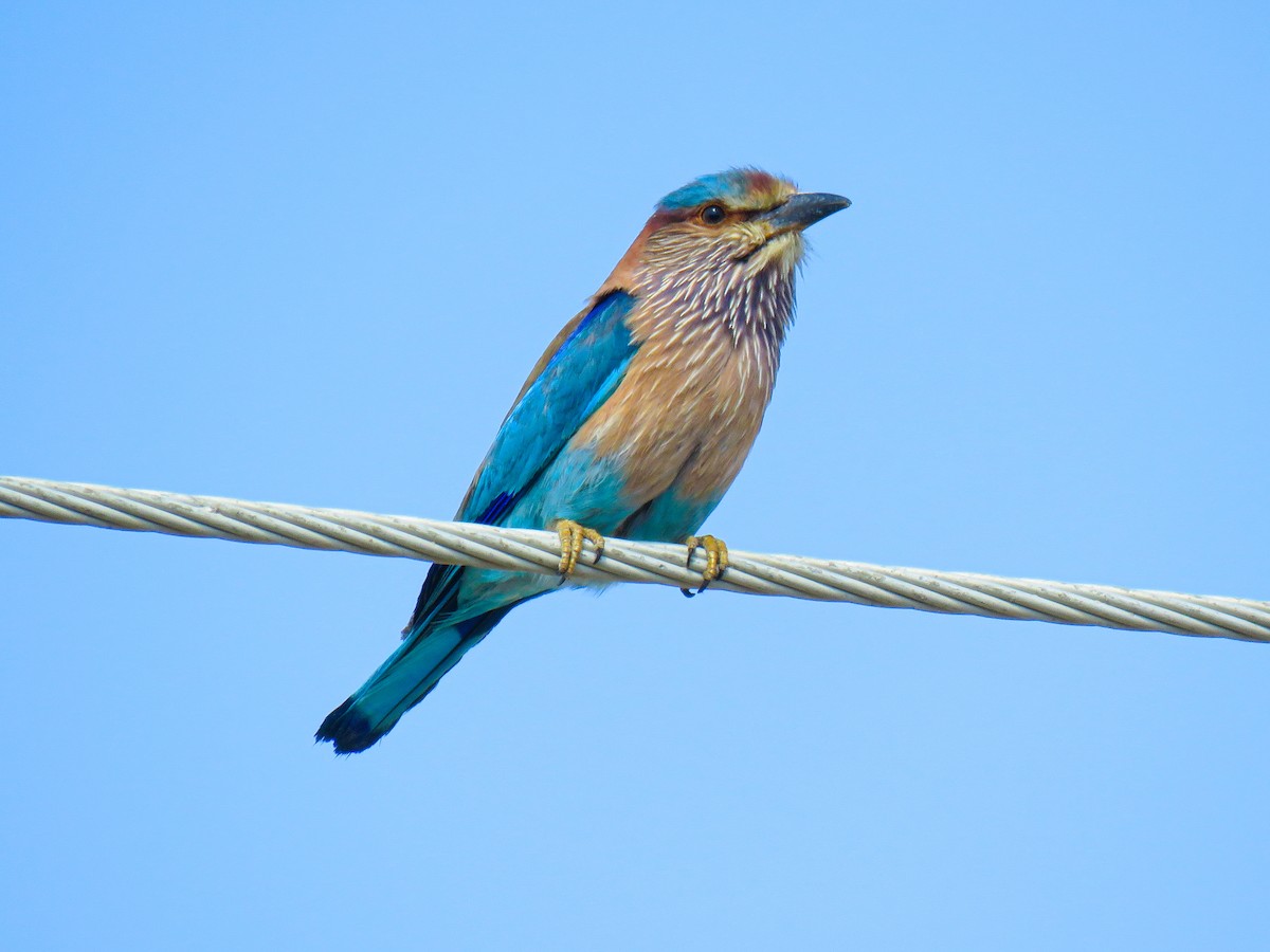 Indian Roller - Amirmahdi Keykha