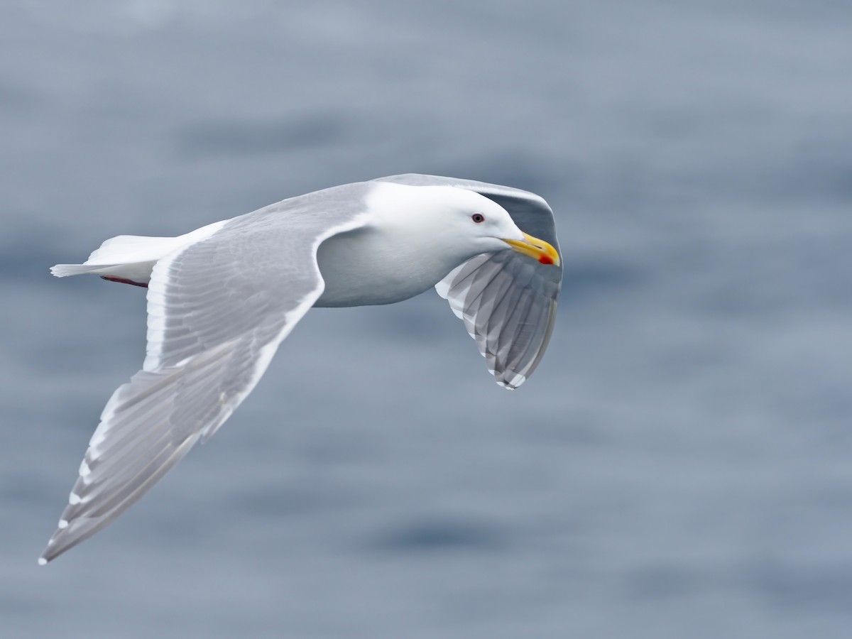 Glaucous-winged Gull - ML630996615