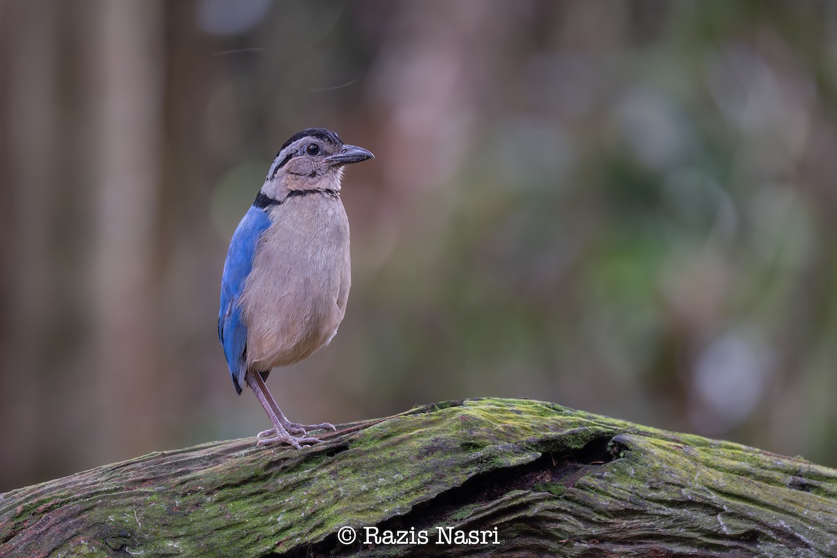 Giant Pitta - ML630996773