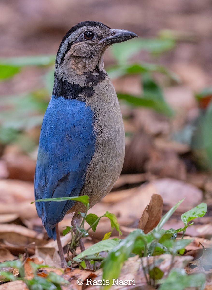 Giant Pitta - ML630996774