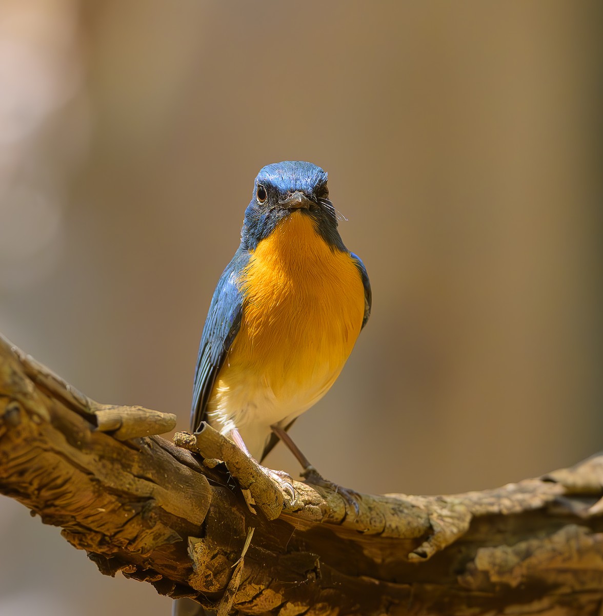 Tickell's Blue Flycatcher - ML630996936