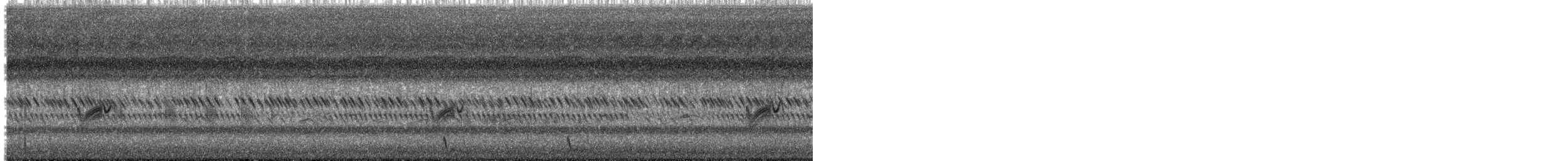 Savanna Nightjar (Sunda) - ML630997021