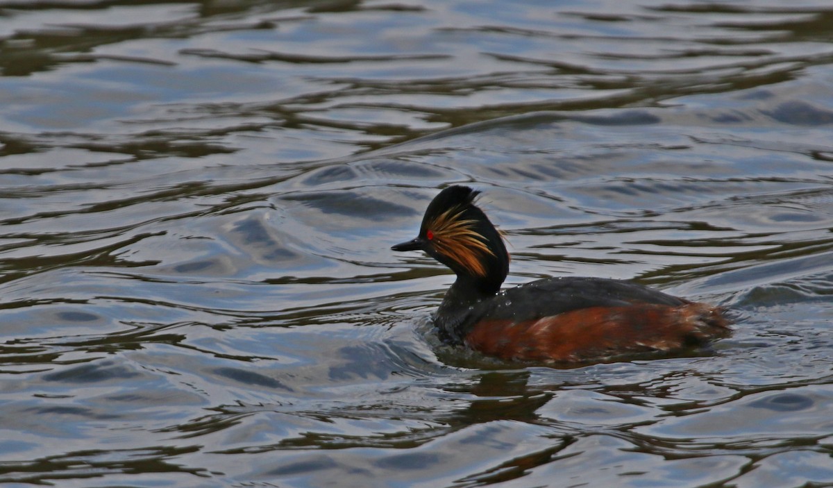 Eared Grebe - ML630997106