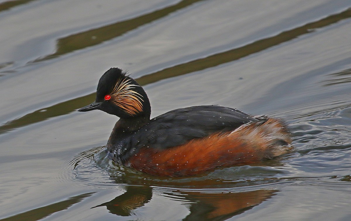 Eared Grebe - ML630997107