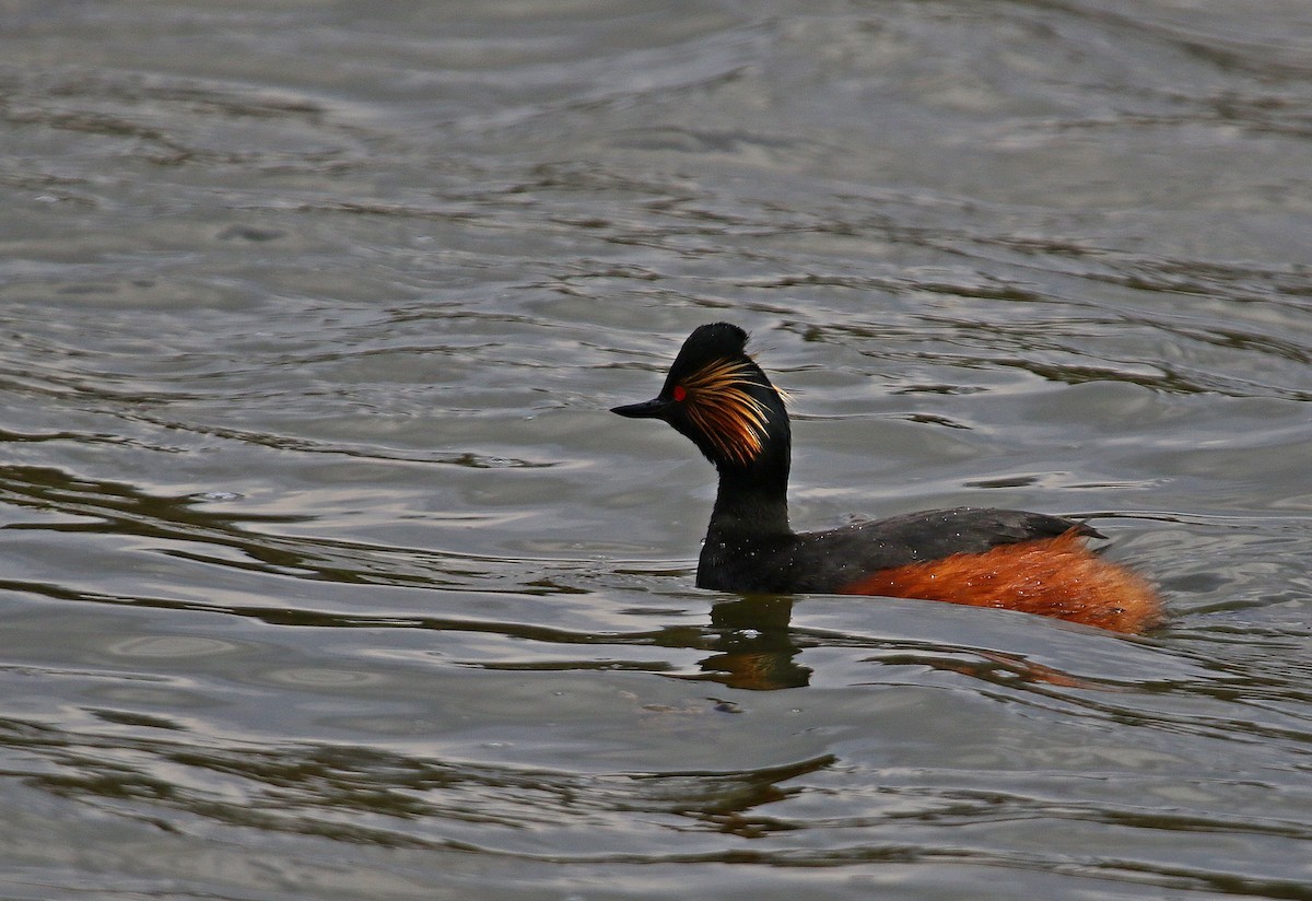 Eared Grebe - ML630997108