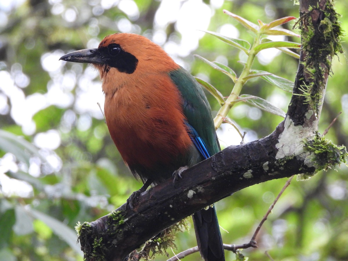 Kızıl Motmot - ML630997115