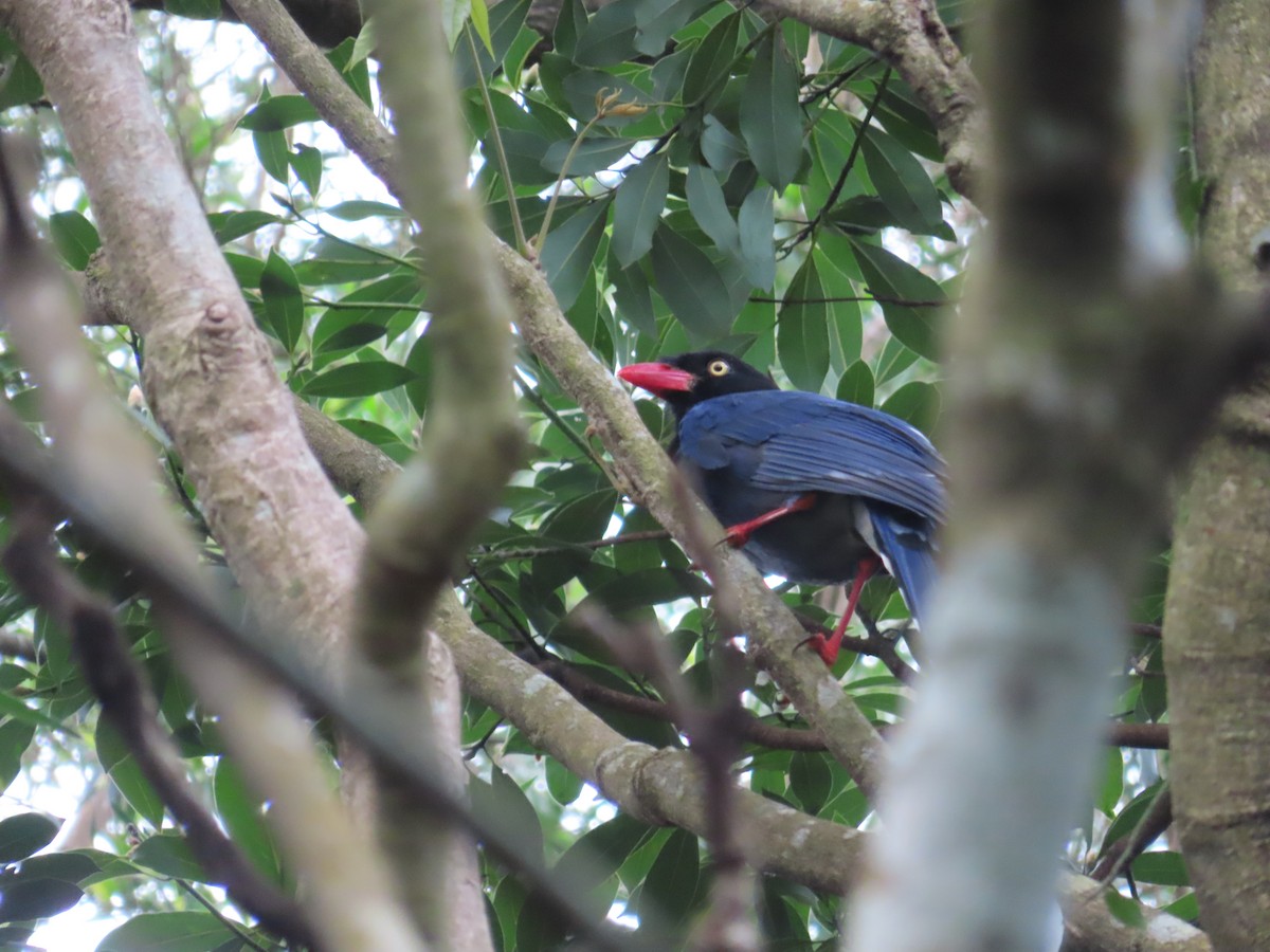 Taiwan Blue-Magpie - ML630997155