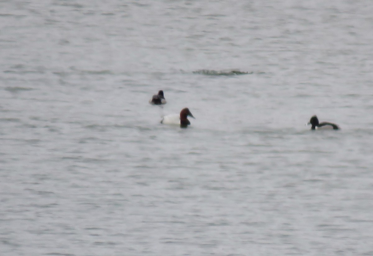 Canvasback - ML630997242