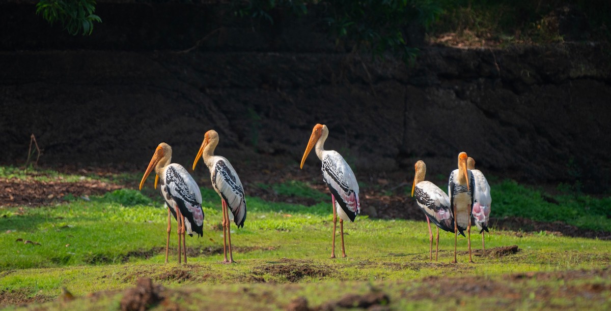 Painted Stork - ML630997253