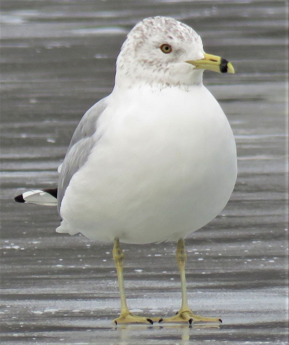Ring-billed Gull - ML630997341