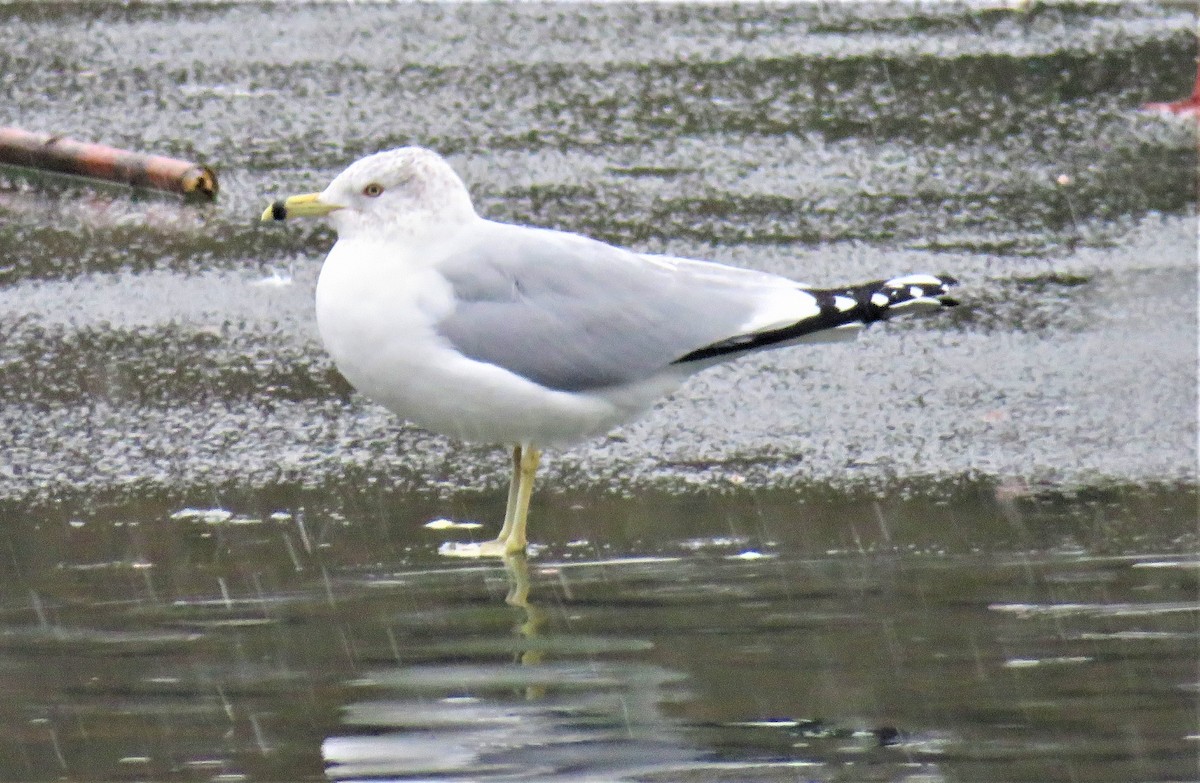 Ring-billed Gull - ML630997342