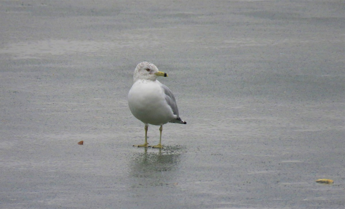 Ring-billed Gull - ML630997343