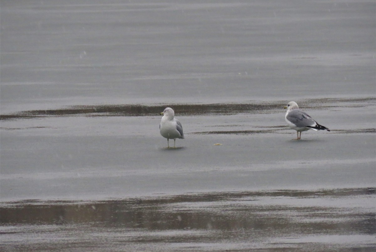 Ring-billed Gull - ML630997344